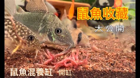 鼠魚入門|給你滿滿的鼠魚【三聯缸特輯】鼠魚混養缸開。